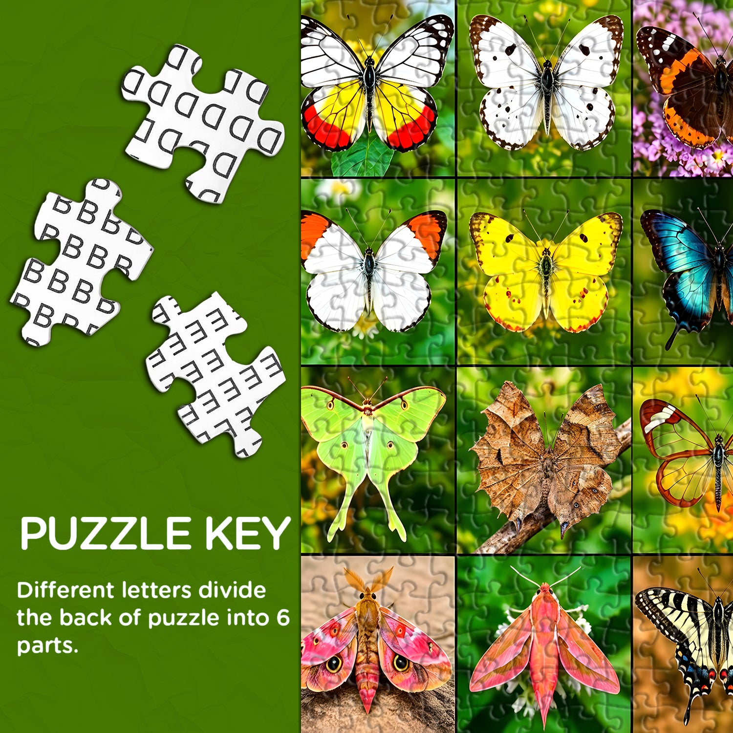 Butterfly Gallery Jigsaw Puzzle 1000 Pieces