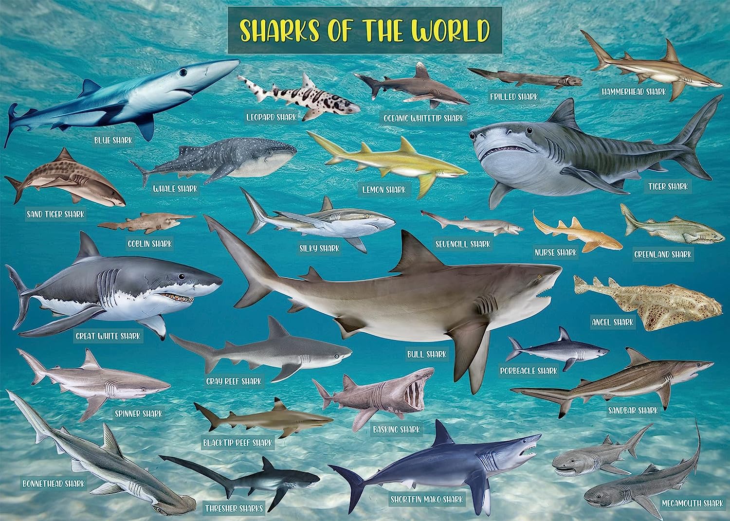 Pickforu® Puzzle Requin sur le thème de l'océan 1000 pièces