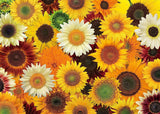 Pickforu® Sunflower Jigsaw Puzzle 1000 Pieces